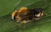 Osmia brevicornis